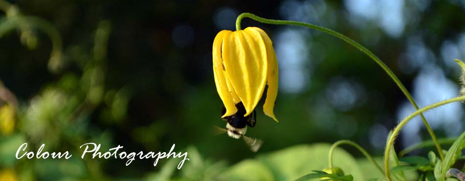 Colour Photography Gallery